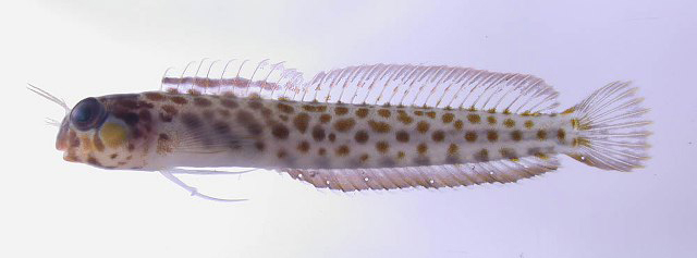 Laiphognathus longispinis