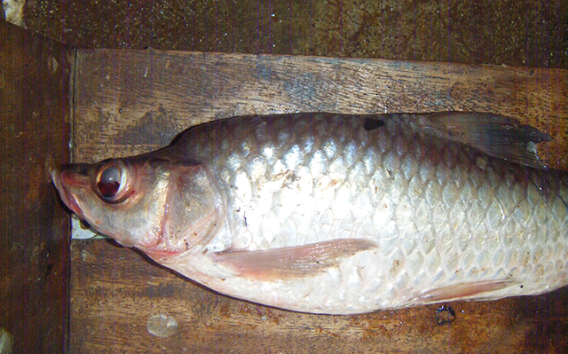 Labeobarbus macrophtalmus