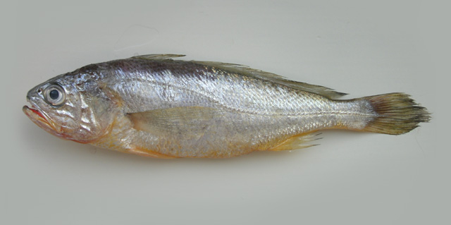 Larimichthys polyactis