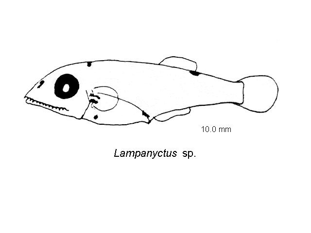 Lampanyctus pusillus