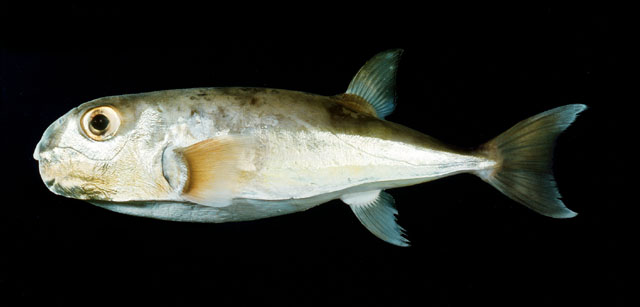 Lagocephalus spadiceus