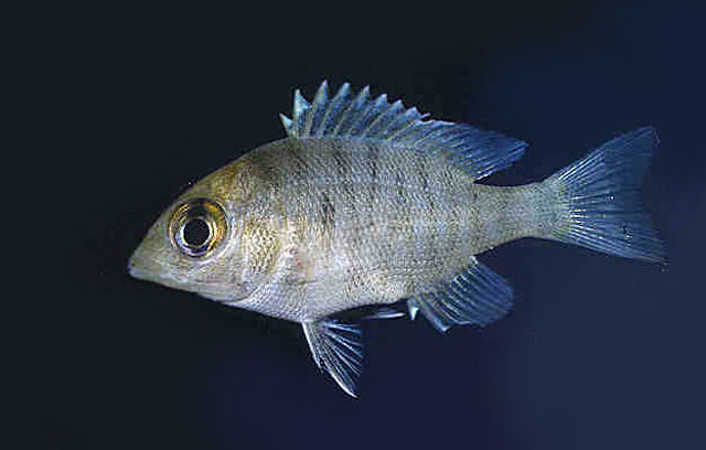 Lethrinus atkinsoni