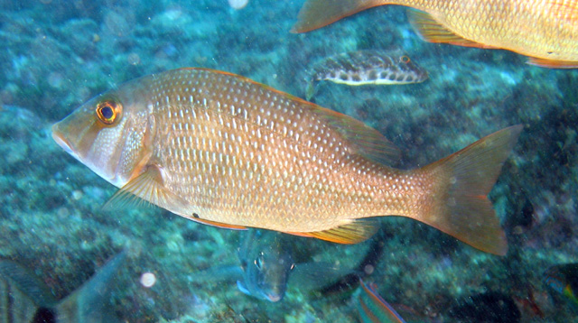 Lethrinus atlanticus