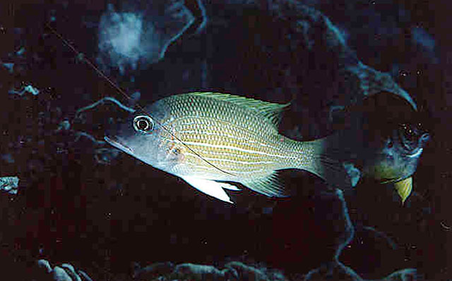 Lethrinus erythracanthus