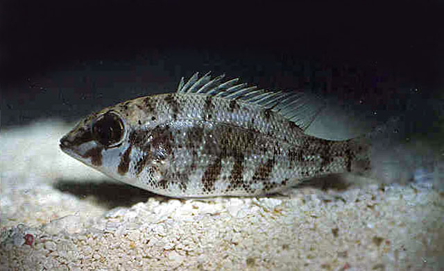 Lethrinus harak