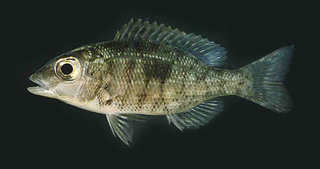 Lethrinus harak