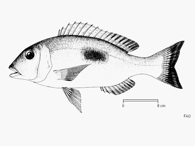 Lethrinus harak