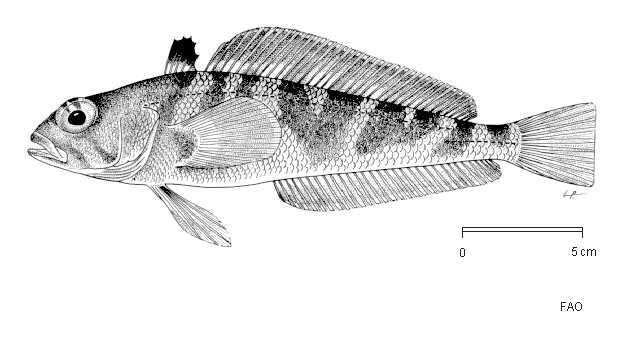 Lepidonotothen squamifrons