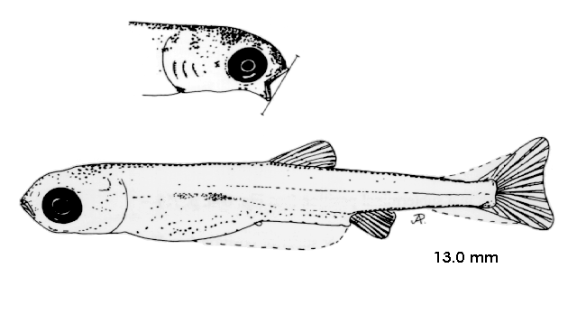 Leuciscus leuciscus