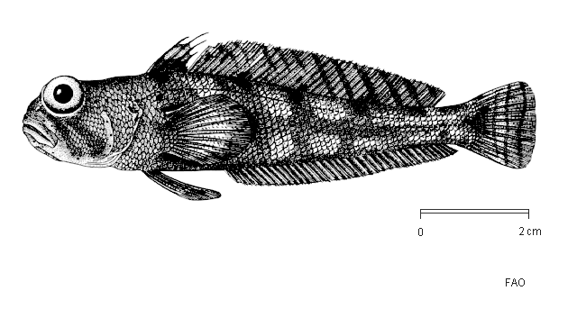 Lindbergichthys mizops