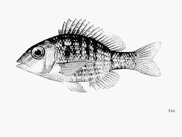 Lethrinus nebulosus