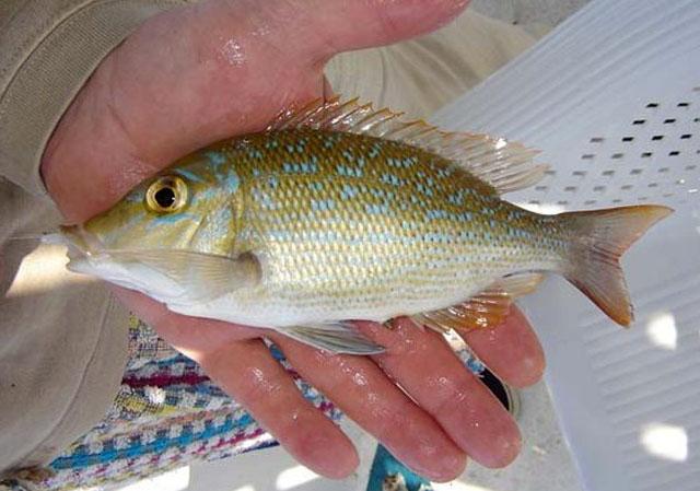 Lethrinus nebulosus