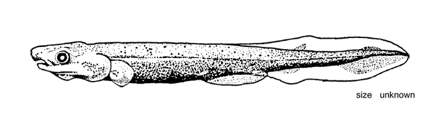 Lepisosteus osseus