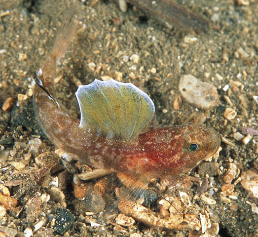 Lebetus scorpioides