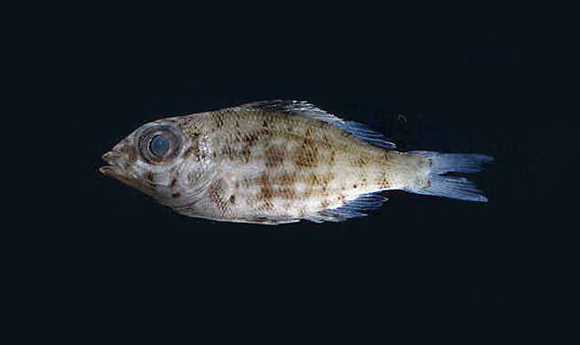 Lethrinus xanthochilus