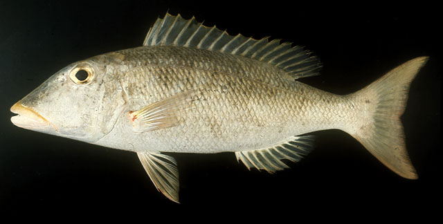 Lethrinus xanthochilus