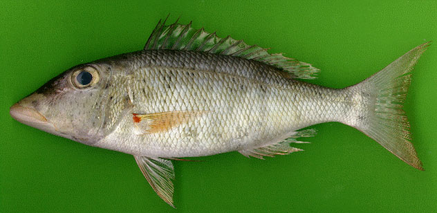 Lethrinus xanthochilus