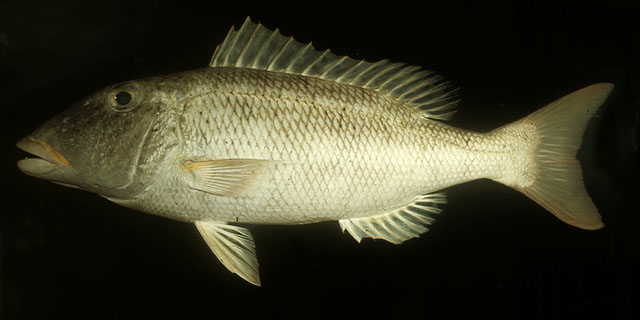 Lethrinus xanthochilus