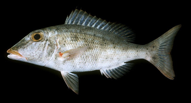 Lethrinus xanthochilus