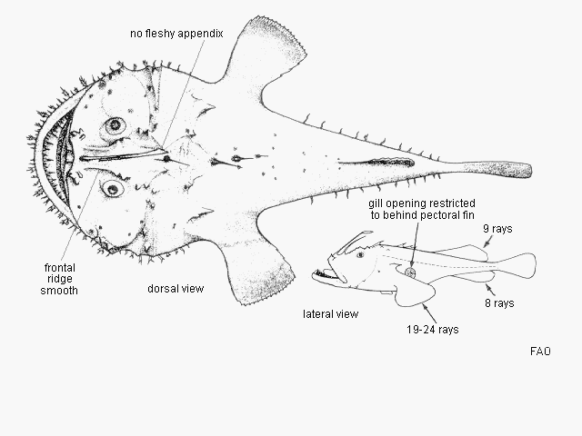 Lophius vaillanti