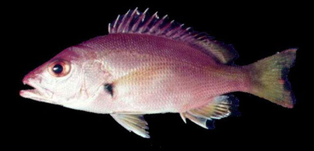 Lutjanus buccanella