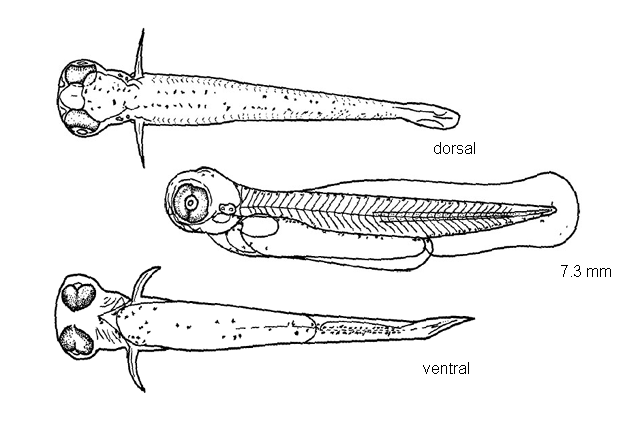 Luxilus chrysocephalus