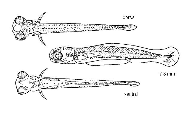 Luxilus chrysocephalus