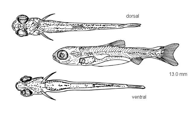 Luxilus chrysocephalus