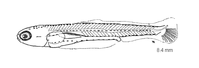 Luxilus cornutus