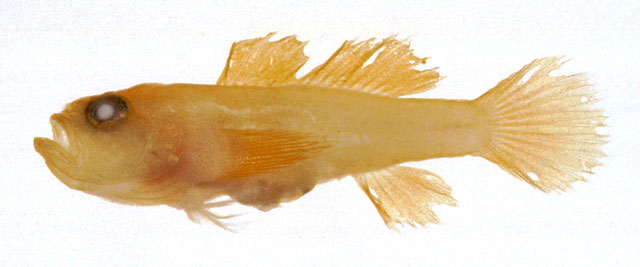 Lubricogobius exiguus