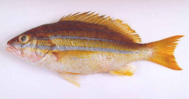 Lutjanus kasmira