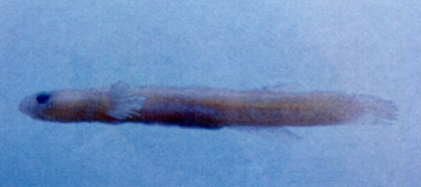 Luciogobius saikaiensis