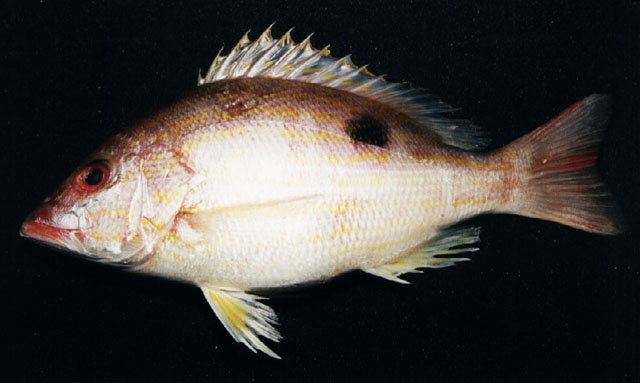 Lutjanus synagris