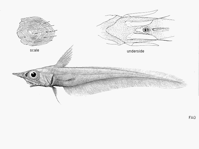 Mataeocephalus acipenserinus