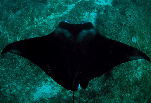 Manta alfredi