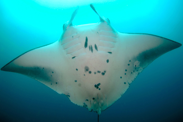 Manta alfredi