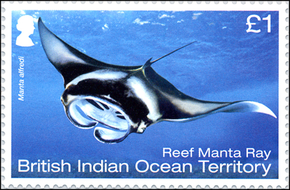 Manta alfredi