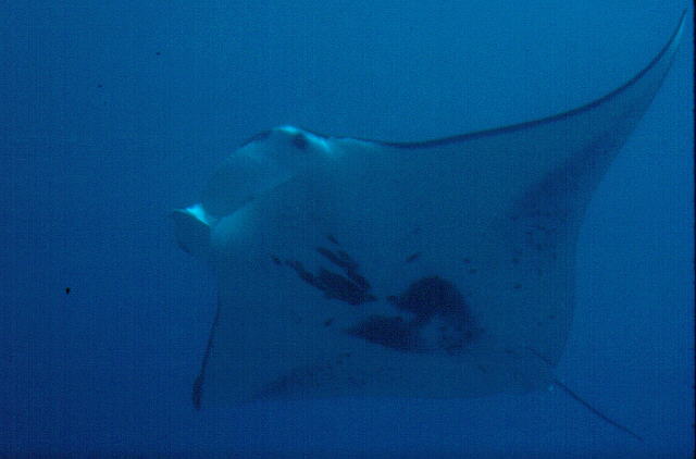 Manta alfredi