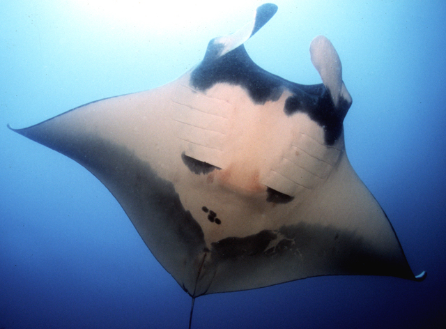 Manta birostris