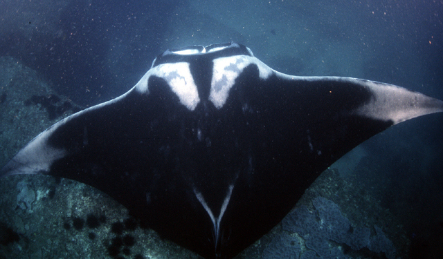 Manta birostris