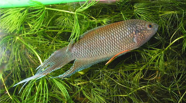 Macropodus erythropterus