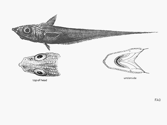 Macrourus holotrachys