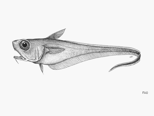 Malacocephalus laevis