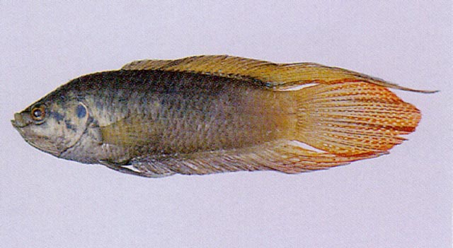 Macropodus ocellatus