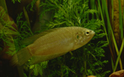 Macropodus ocellatus