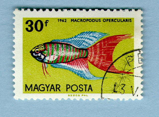 Macropodus opercularis