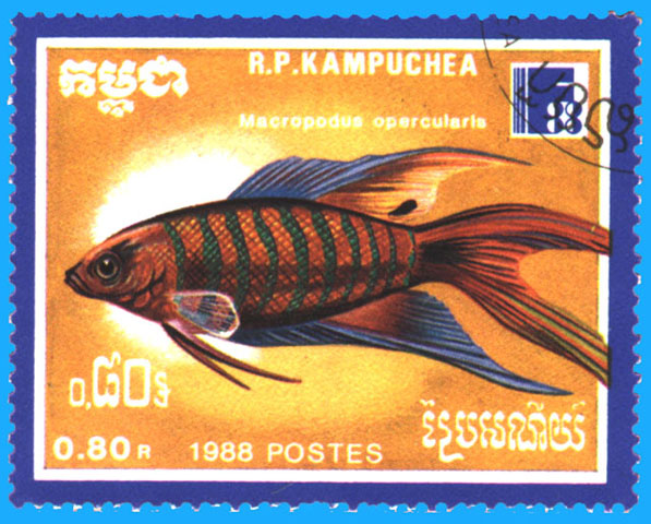 Macropodus opercularis