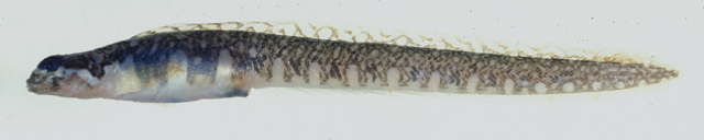 Magadanichthys skopetsi