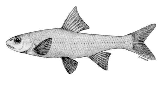 Macrhybopsis storeriana