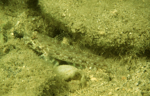 Macrodontogobius wilburi